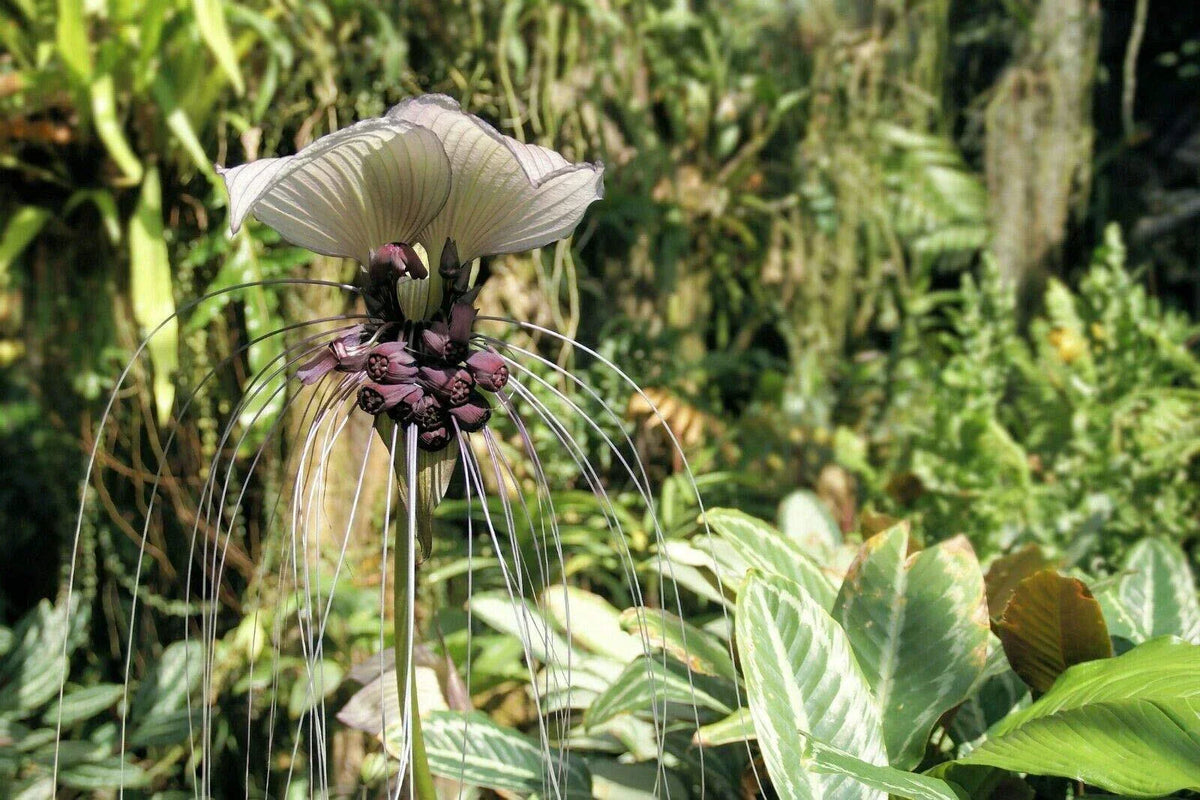 Tacca Integrifolia Seeds | White Bat Flower | Rare Exotic Plant Seeds