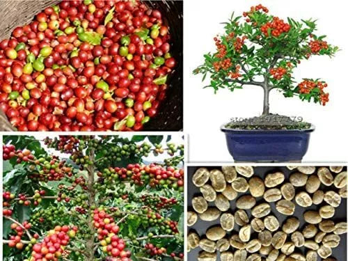 Arabica Coffee Bonsai Tree Seeds - 5 Pack - Coffea arabica Indoor Plant