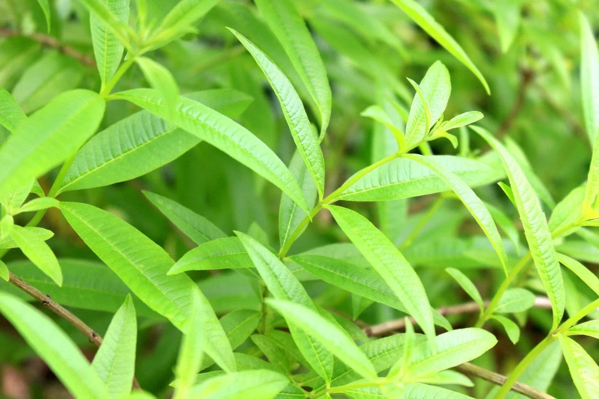 Organic Lemon Verbena Starter Plant in 2.5" Pot | Aloysia citriodora Culinary Herb for Tea & Cooking
