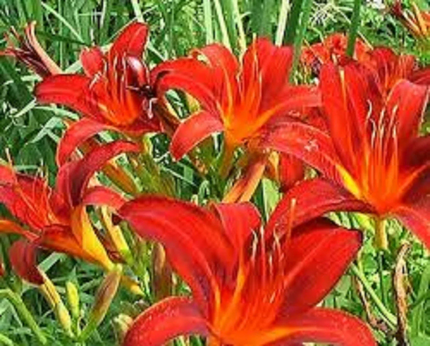Red Giant Daylily Plants - 3 Bare Root, Sprouting, Hemerocallis 'Red Giant' Perennials for Garden, Borders, Containers