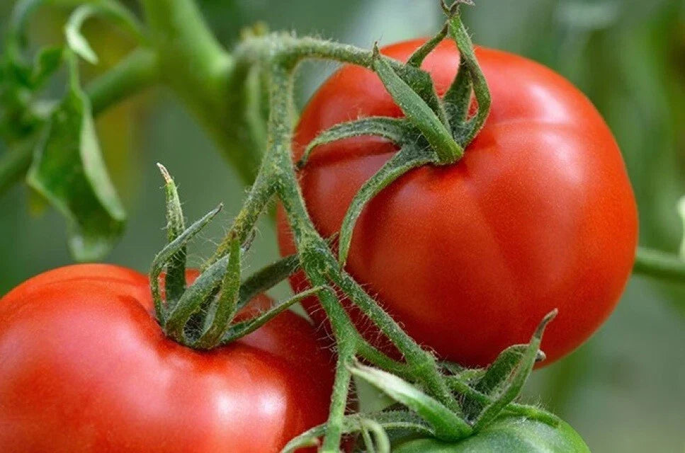 Manitoba Tomato Seeds - Cool Climate Non-GMO Prairie Tomato (Solanum lycopersicum) for Container & Small Gardens