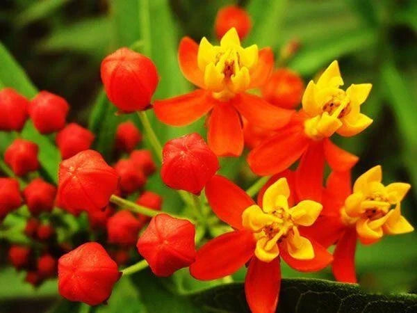 Milkweed Seeds - Tropical Bloodflower Asclepias - Monarch Butterfly Host Plant - 100 Seeds