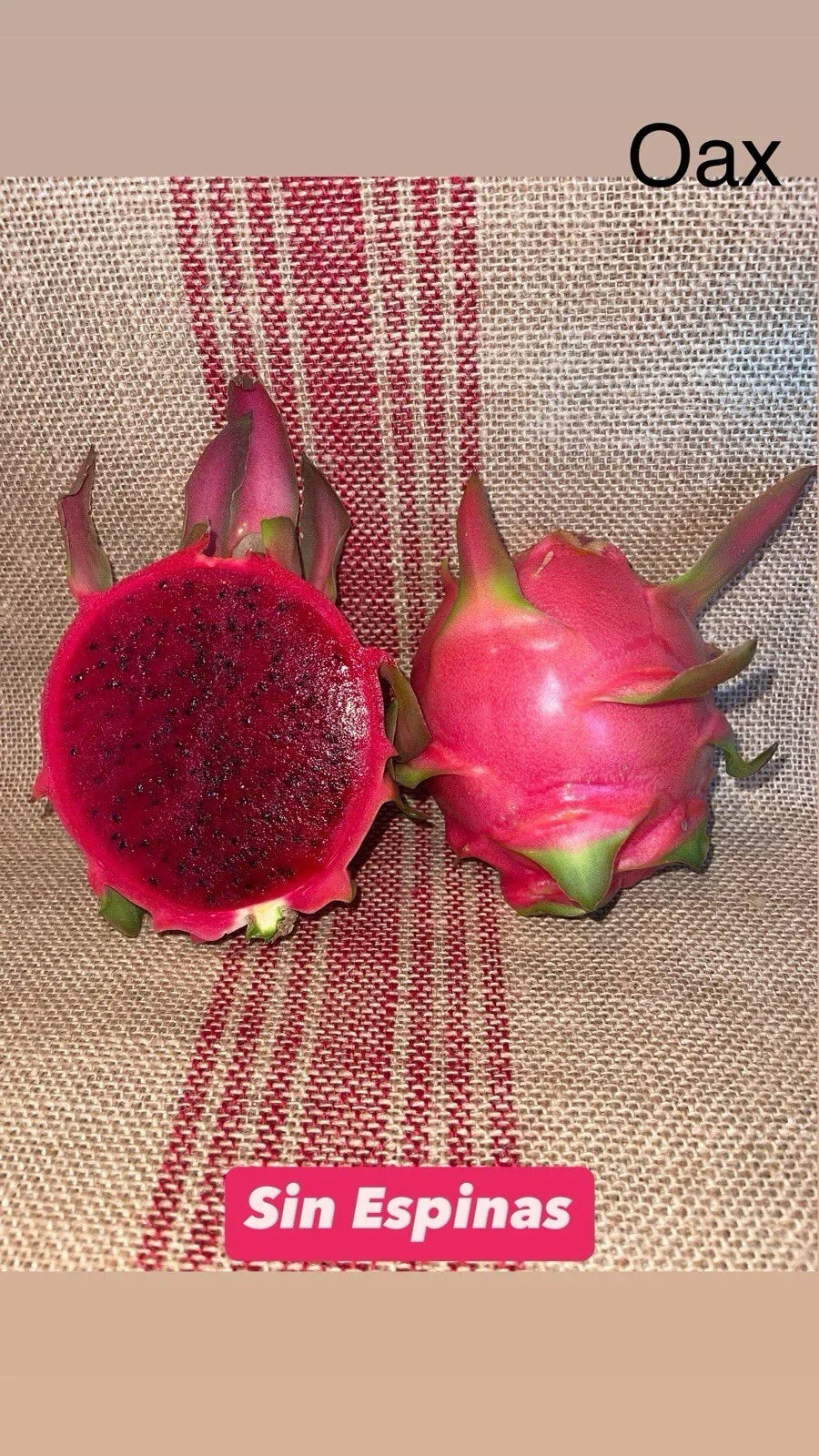 Dragon Fruit Cuttings - Sin Espinas Variety - Hylocereus undatus - Non-Spiny, Mature, Ready-to-Plant