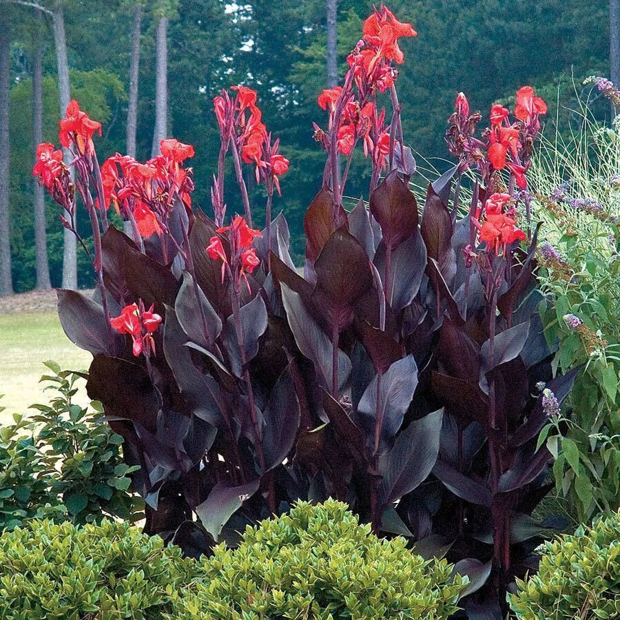 Canna Lily Bulb with Red Flowers and Purple Leaves | Canna indica Zones 6-10