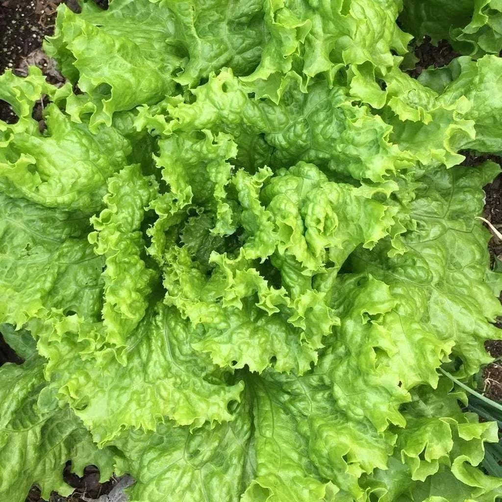 Grand Rapids Leaf Lettuce Seeds - Heirloom, NON-GMO, Organic Salad Greens, Lactuca sativa, Loose-Leaf, Fast-Growing Seed
