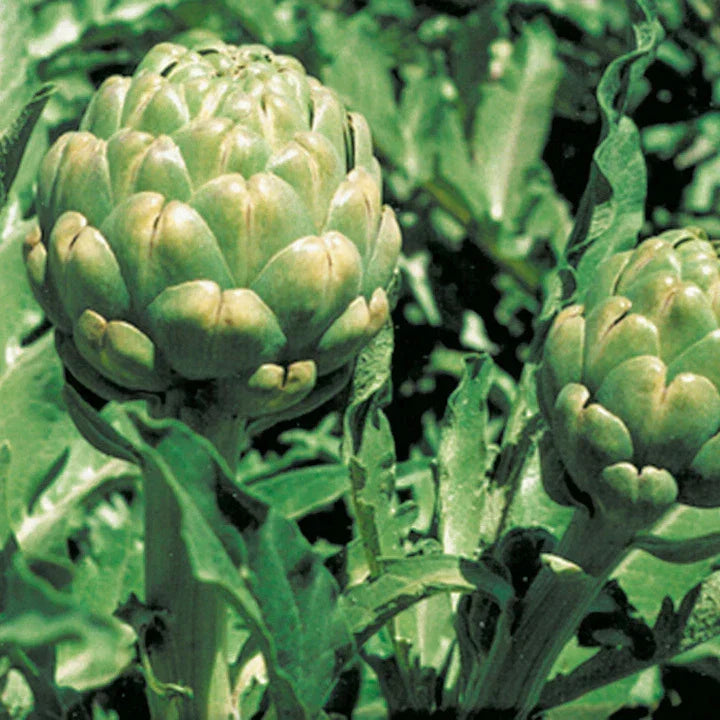 Artichoke Seeds 20 Count Green Globe Variety Cynara scolymus Overwinters in Mild Climates