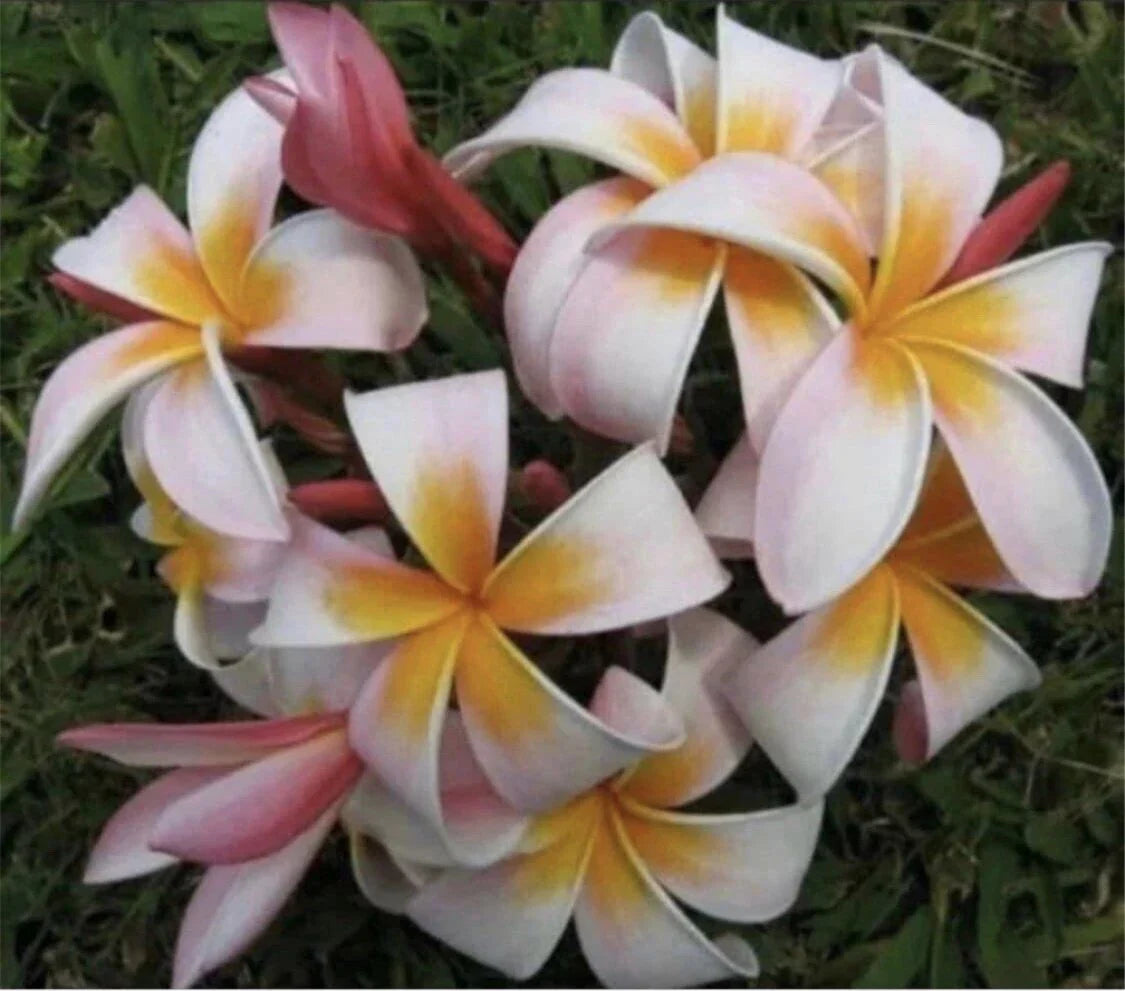 Rooted Plumeria Cutting - Stargazer Variety, 12-Inch, Fragrant Tropical Plant, Plumeria rubra for Indoor & Outdoor Gardens