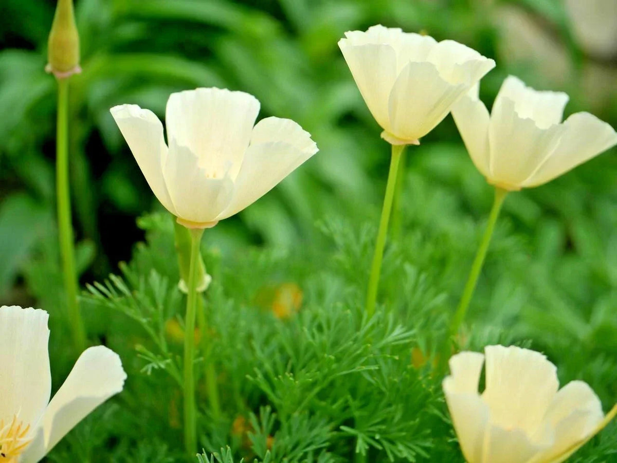 California Poppy Flower Seed Pack - 501+ White Native Wildflower Seeds - Eschscholzia californica