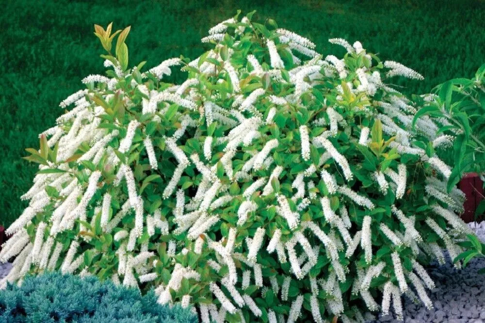 Itea virginica 'Little Henry' Cuttings – Fragrant White Flowers, Hummingbird Attracting Shrubs, 6-8 Inches