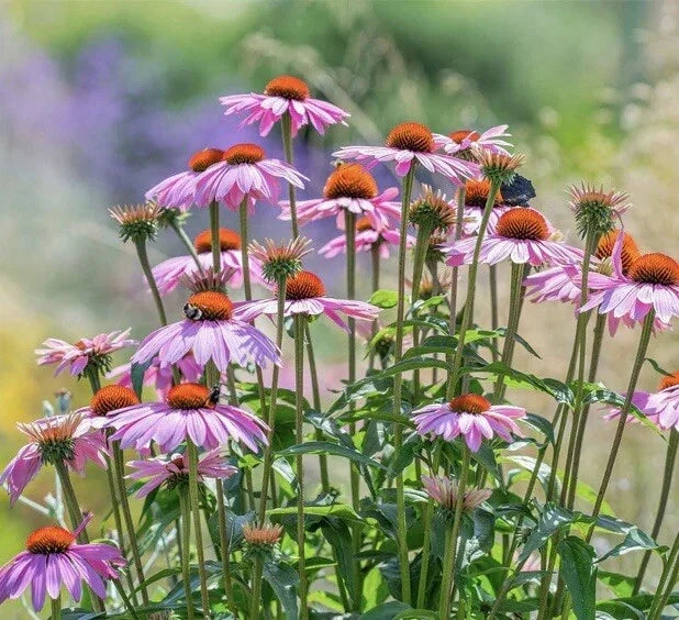 Purple Coneflower Seeds - 100+ Non-GMO Echinacea purpurea for Pollinators, Perennial, Vibrant Purple Blooms