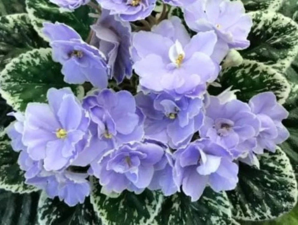 African Violet Leaves - 2 Pack Hunter's Blue Northern Saintpaulia ionantha for Propagation and Indoor Gardening