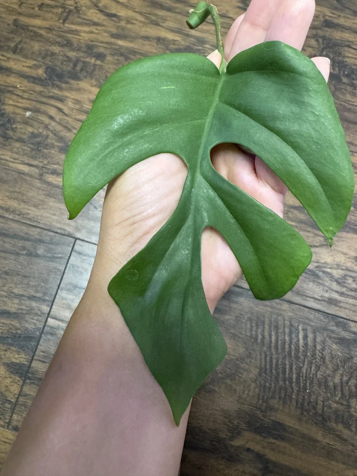 Monstera Minima Cutting – Rare Houseplant – Monstera adansonii var. minima – Indoor Climbing or Trailing Plant