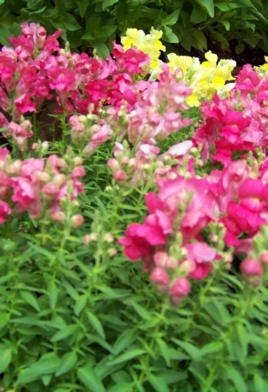 Snapdragon Seeds - Northern Lights Mix, 5000 Seeds, Antirrhinum majus, Vibrant Color, Full Sun, Easy to Grow