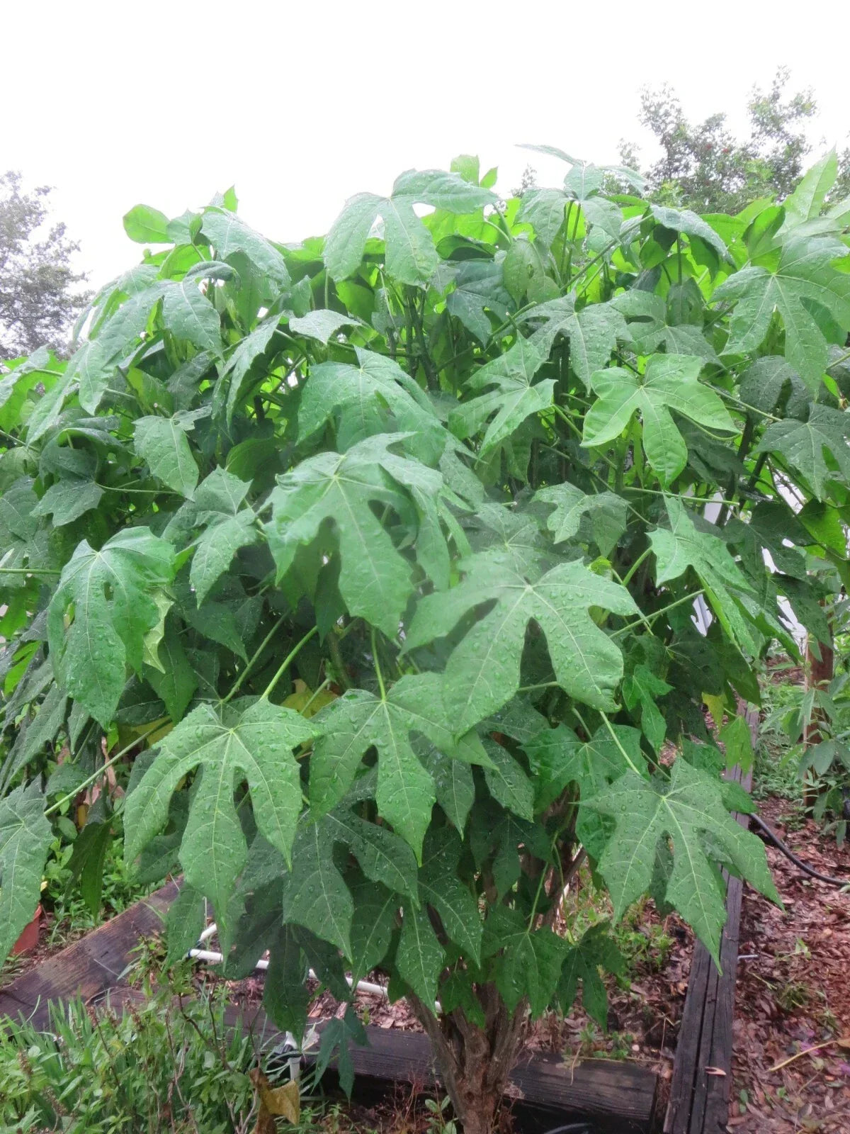 Organic Chaya Cuttings - Spineless Mansa Maya Variety - Edible Green Leafy Plant - Cnidoscolus aconitifolius, 5 Pack