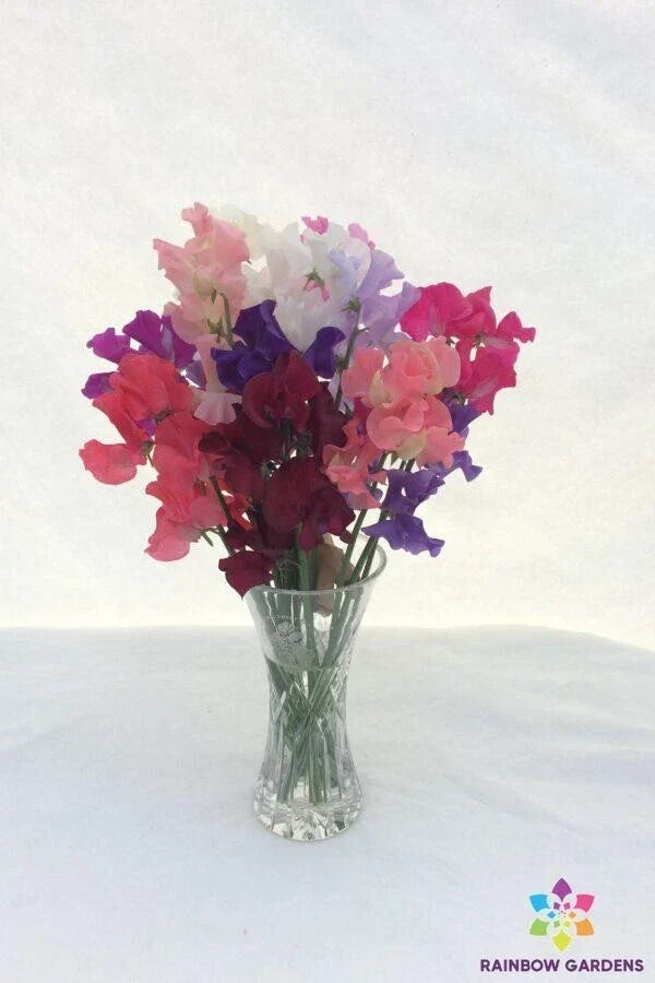 Sweet Pea Seeds 50+ Spencer Mixture Lathyrus odoratus Garden Planting USA