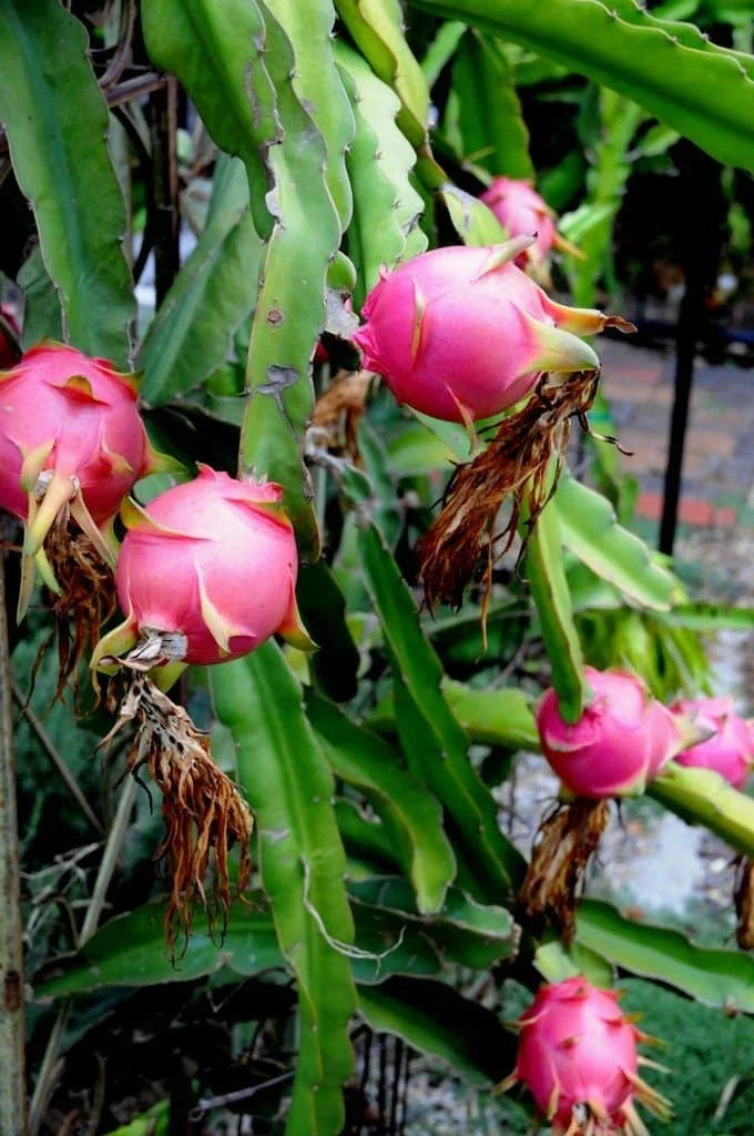Dragon Fruit Cuttings 10-14 Inches Hylocereus undatus Exotic Fruit Plant for Garden