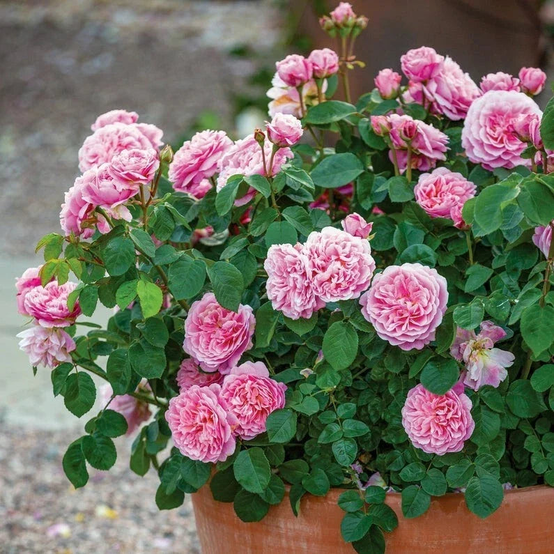 Pink Climbing Rose Cuttings - Rosa 'Climbing Pink' - Garden Variety for Trellises & Fences