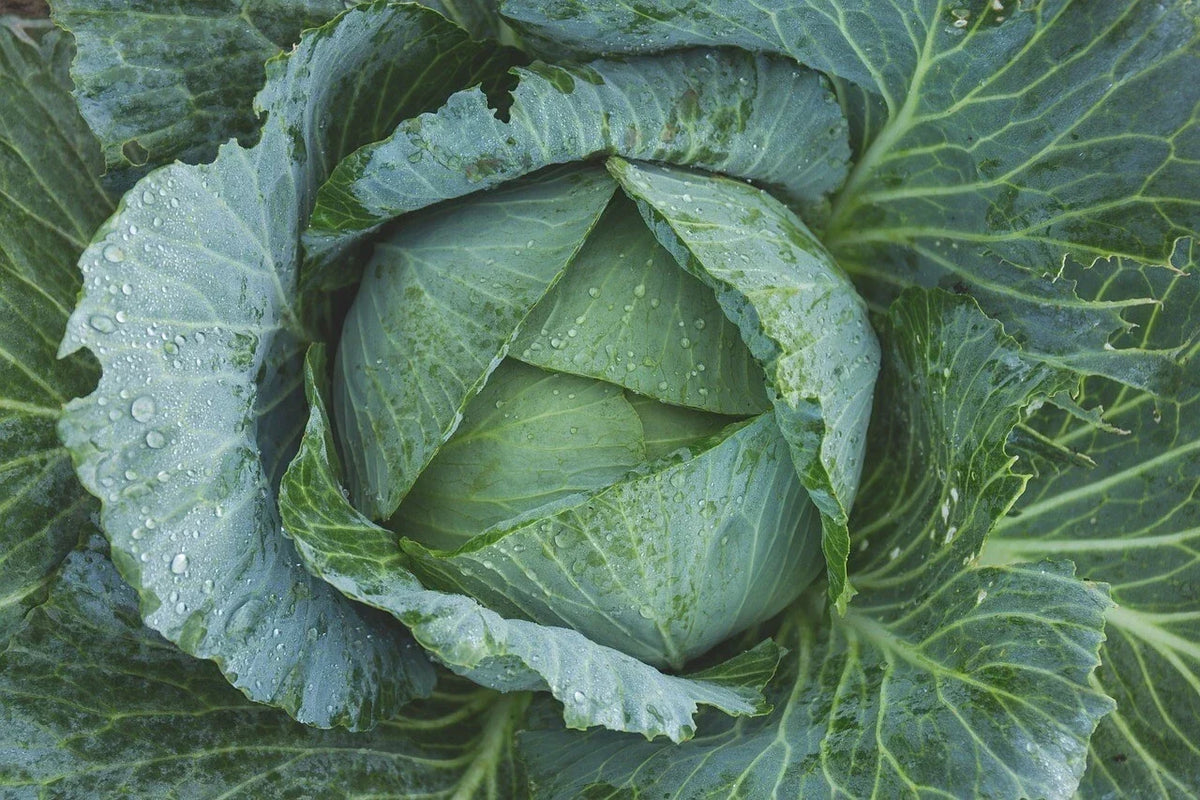 Late Flat Dutch Cabbage Seeds, Heirloom NON-GMO, Brassica oleracea var. capitata, Compact Heads for Cabbage Wraps, Cool-Season Garden