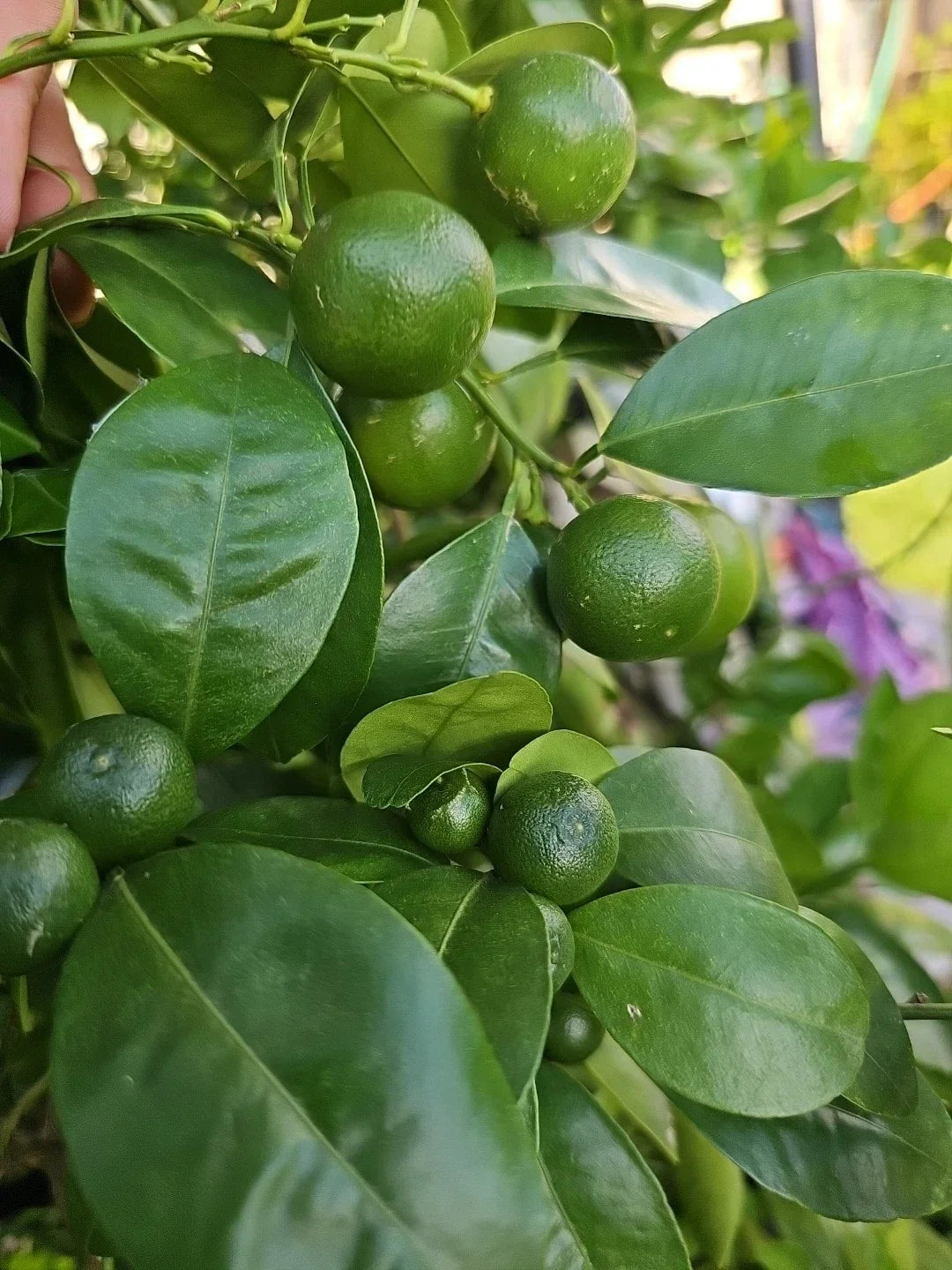 Calamansi Live Plant Seedling – Citrus microcarpa – Indoor/Outdoor Tropical Fruit Plant for Culinary & Garden