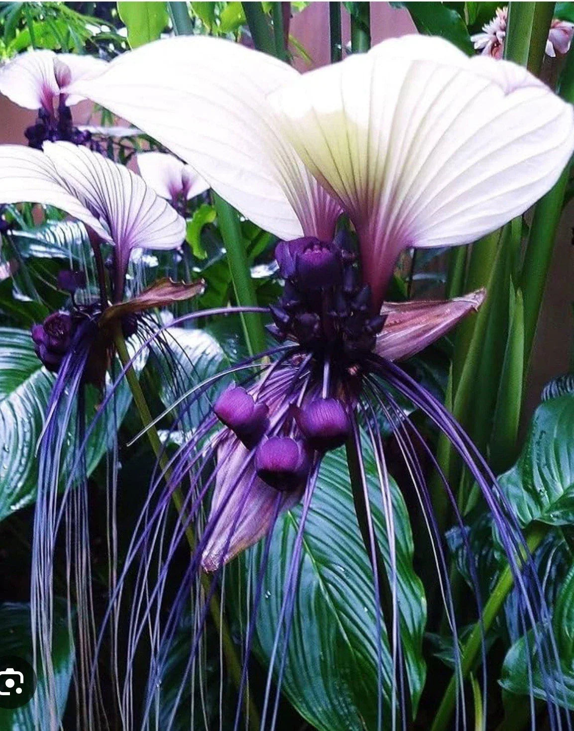White Bat Flower Starter Plant - Tacca integrifolia - Black Lily Indoor Garden Plant