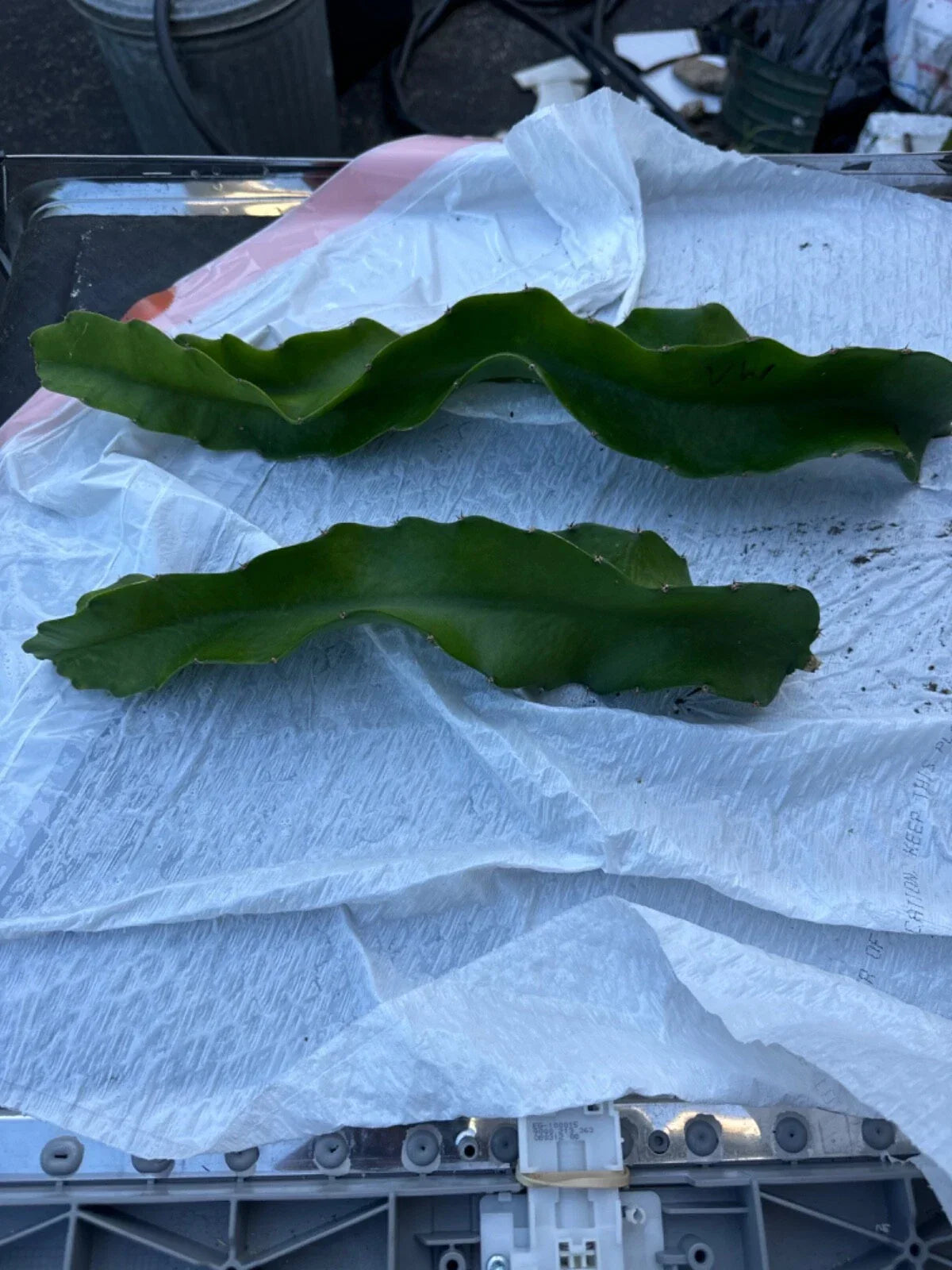 Vietnam White Dragon Fruit Cuttings 8-24 inches Hylocereus undatus Exotic Fruit Plant Propagation