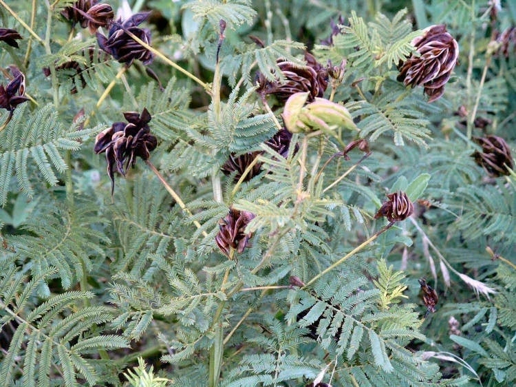 Illinois Bundleflower Seeds - Fern-Like Foliage - Desmanthus illinoensis - Native Wildflower Seeds for Gardens & Pollinators