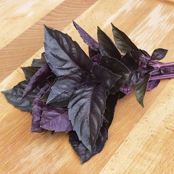 Dark Opal Basil Seeds - Organic Heirloom Non-GMO Herb Seeds for Culinary & Garden Use - Ocimum basilicum