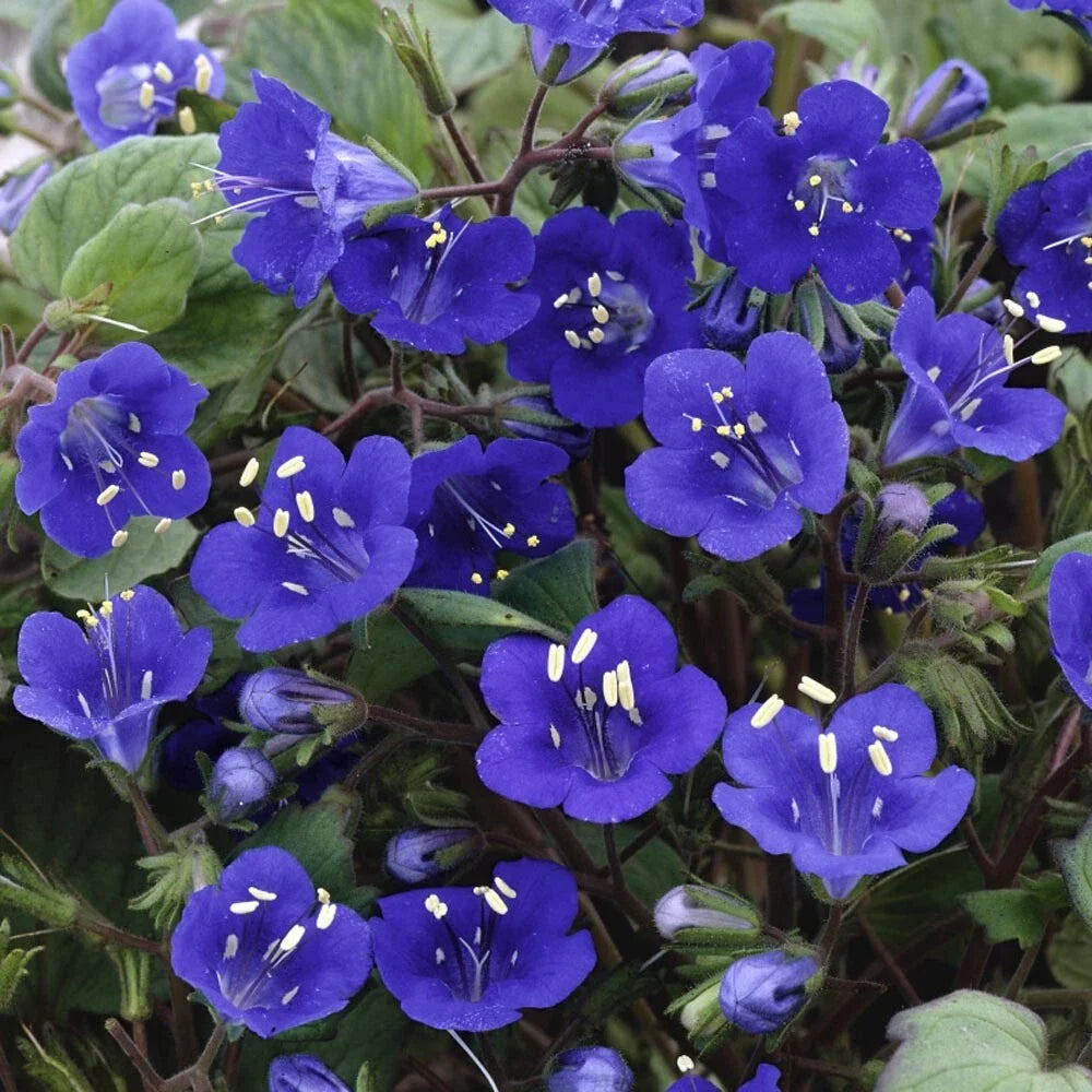 California Bluebell Seeds - 100+ Non-GMO Campanula Medium Flowering Seeds for Gardens & Pollinator Attracting