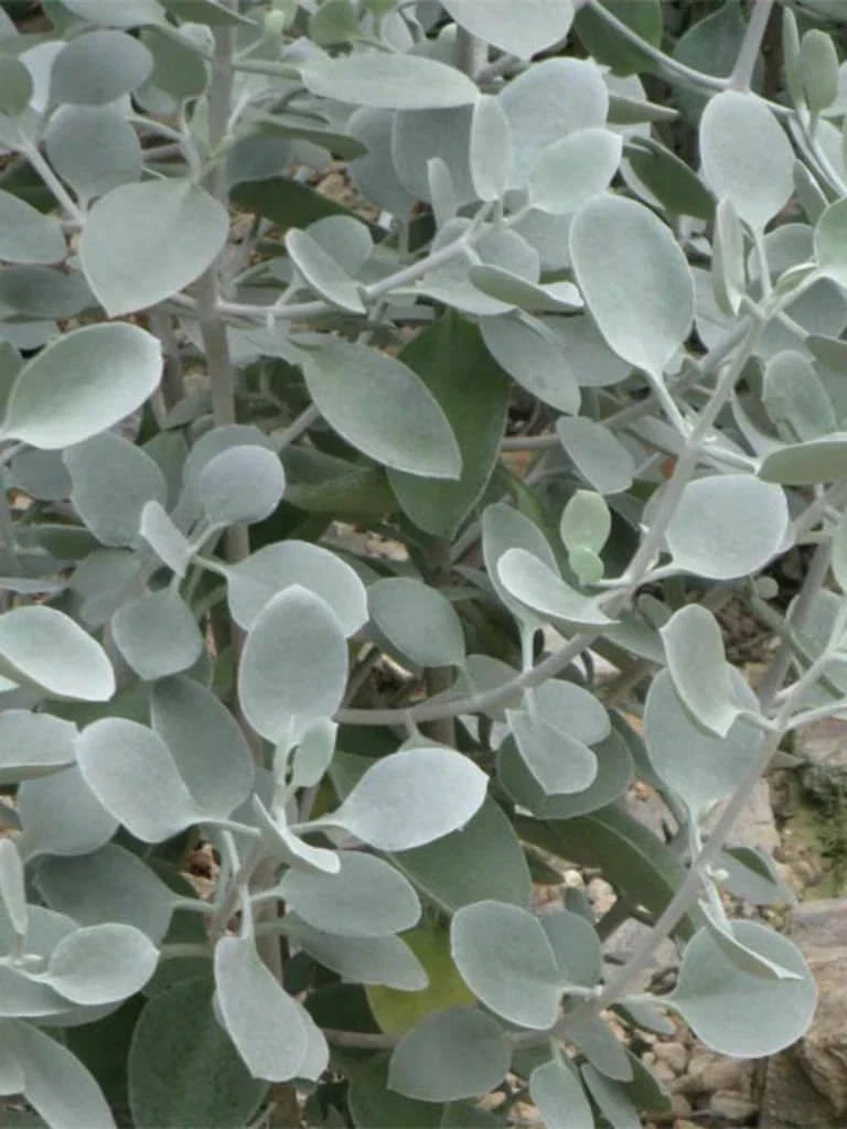 Kalanchoe Hildebrandtii Cutting 5" Succulent Silver Teaspoons Plant Easy Care Indoor Outdoor