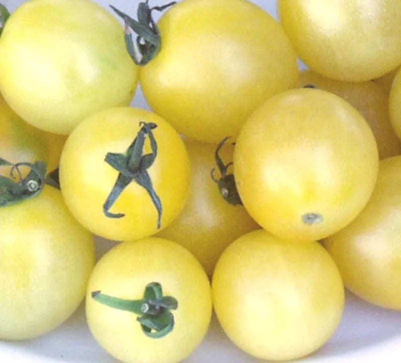 Snow White Cherry Tomato Seeds | Solanum lycopersicum | 40 Premium Non-GMO Seeds for Home Garden & Container Growing