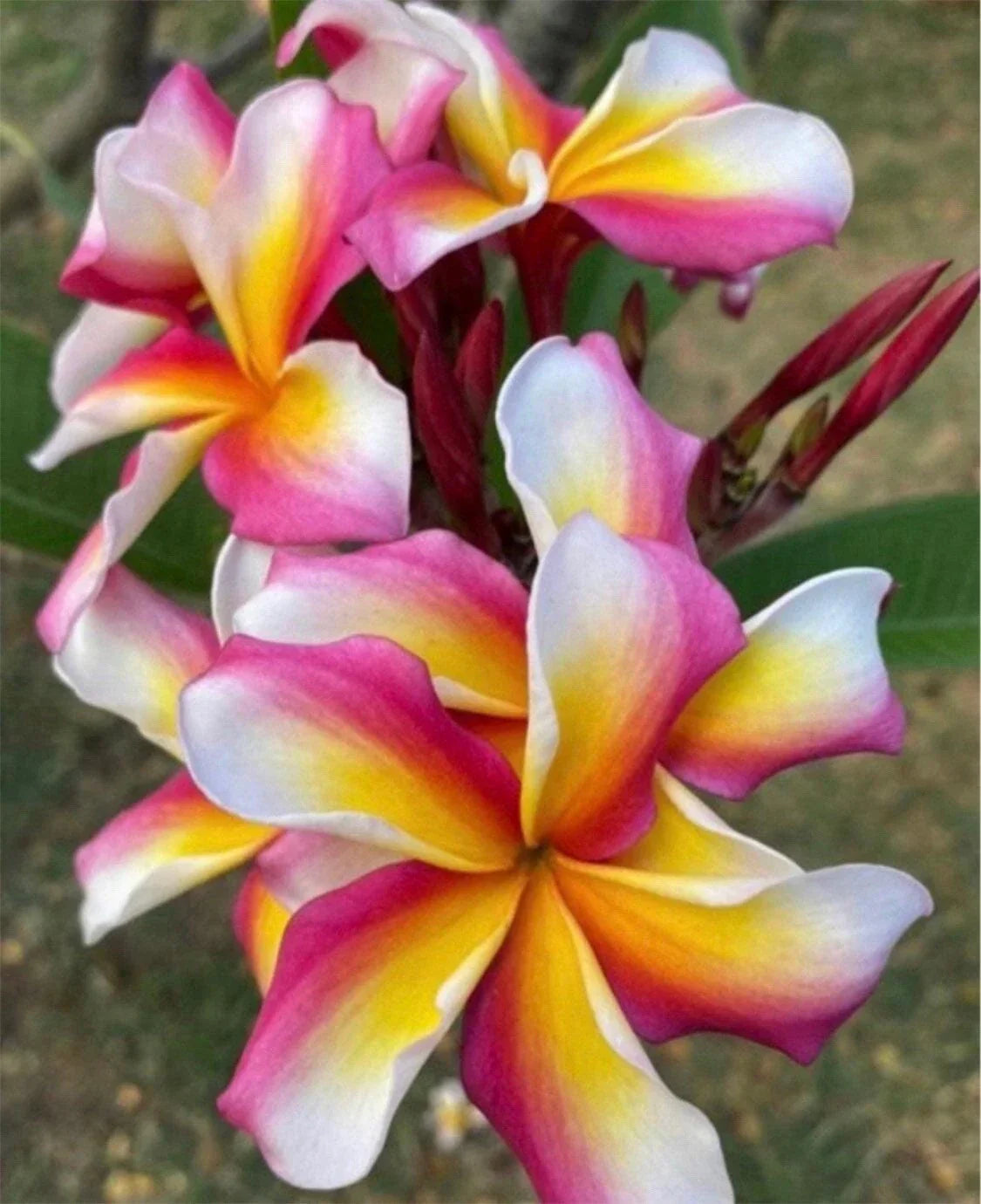 Rooted Plumeria Cutting 16" Candy Stripe Plumeria (Plumeria rubra) with 2 Tips for Garden or Indoor Planting