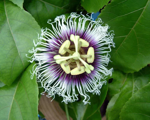 Live Possum Purple Passion Fruit Plant | Passiflora edulis | Self-Fertile Climbing Vine in Container