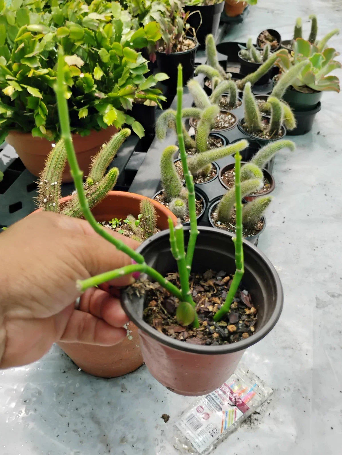 Sarcostemma Resiliens Plant in 4 Inch Pot, Resilient Green Climbing Vine, Indoor Houseplant, Rare Succulent-Like Foliage