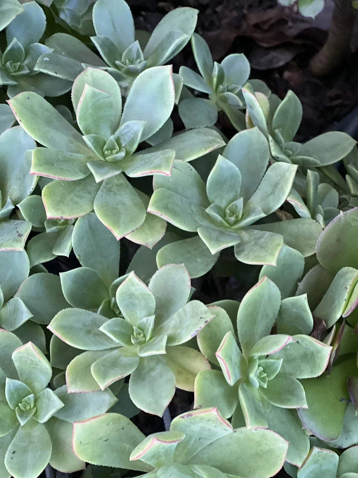 Aeonium Pinwheel Cutting | Succulent Plant with Green Rosettes | Aeonium 'Pinwheel' | Low Maintenance Indoor or Outdoor Garden