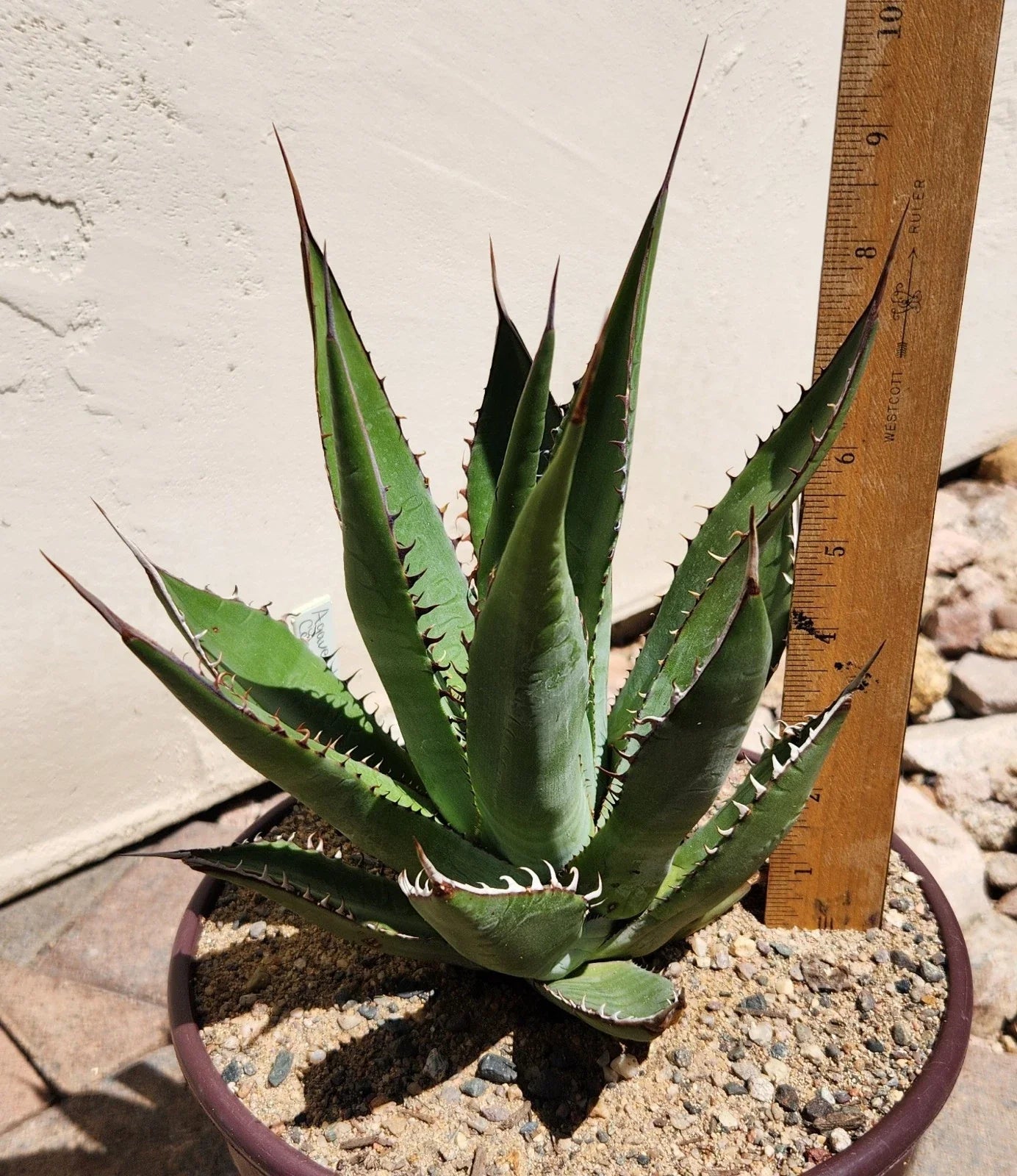 Agave Shawii Live Rooted Plant, Succulent, Shaw's Agave, Blue-Green Leaves, Drought-Tolerant, Indoor & Outdoor Garden