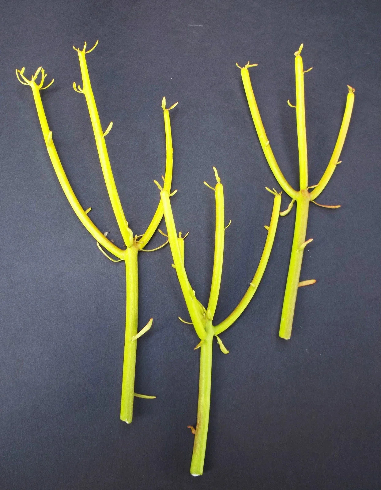 Euphorbia Tirucalli Pencil Cactus Cuttings - Fire Stick Succulent Plant for Indoor Gardening, Drought Tolerant, Easy to Grow