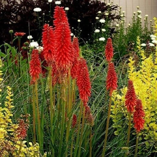 25 Hot Poker Seeds - Bright Red Torch Lily Flowers - Kniphofia uvaria - Perennial Garden Seeds for Borders & Pollinator Attraction