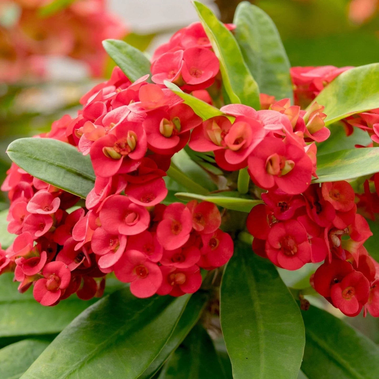 Red Crown of Thorns Plant 4–6 Inch Live Succulent in Pot Euphorbia milii Drought-Tolerant Indoor Outdoor Decor