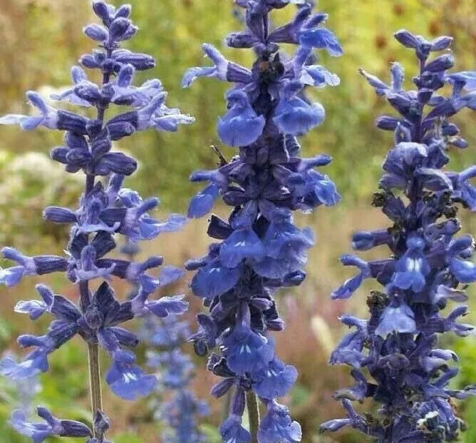 Blue Sage Flower Seeds - 200+ Salvia Farnicea Seeds for Garden, Ornamental Perennial, Attracts Pollinators
