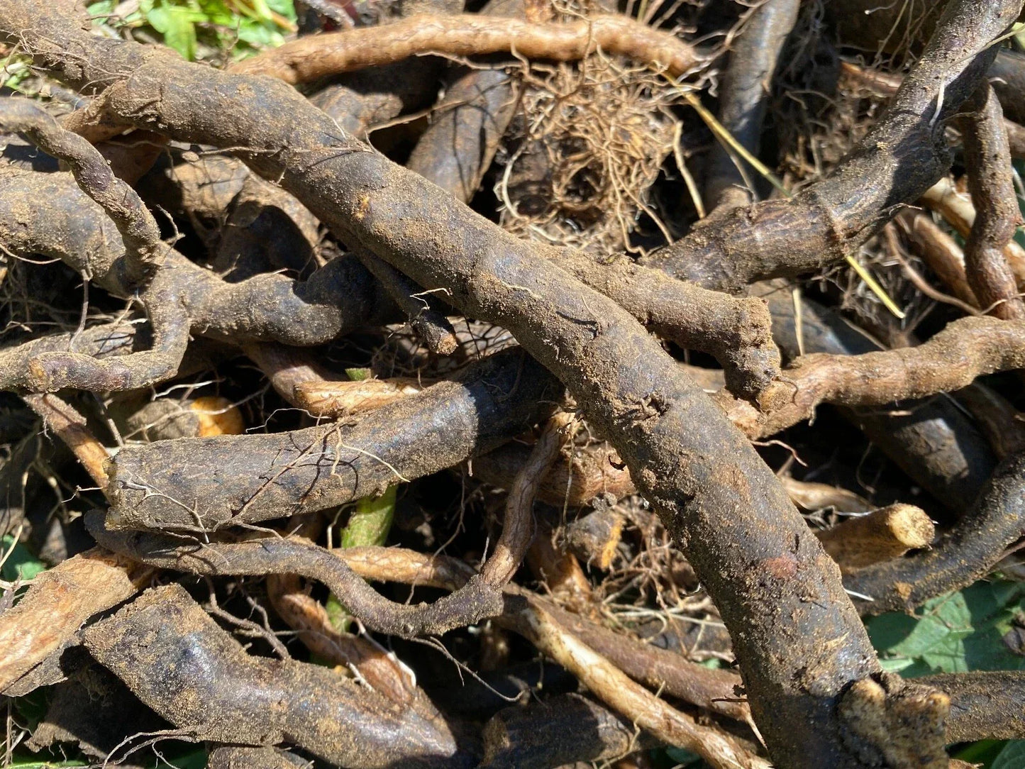 Organic Comfrey Root Cuttings 4" Symphytum officinale Pesticide-Free for Gardening, Soil Enrichment