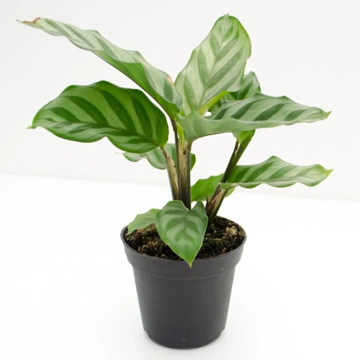 Calathea Freddie Live Rooted House Plant | Indoor Tropical Plant | Calathea lancifolia | Easy Care, Pet-Friendly