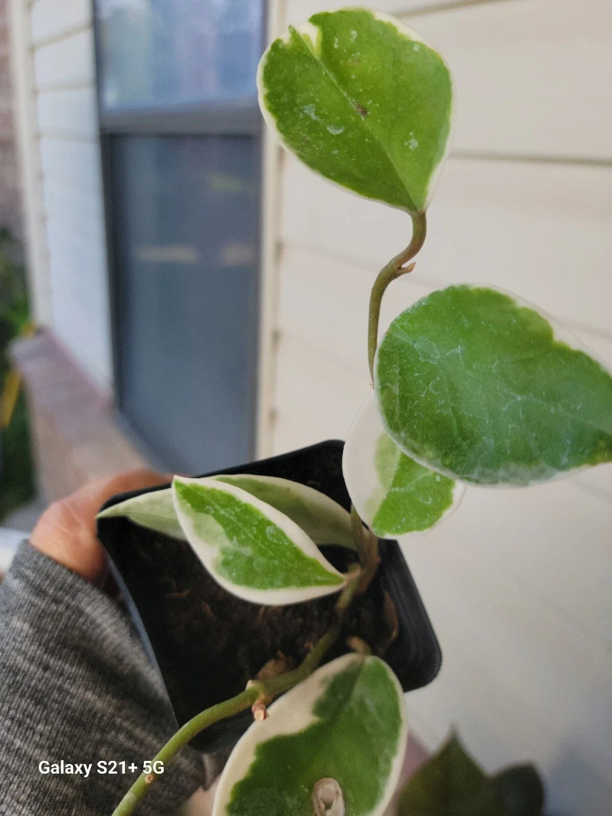 Hoya Carnosa 'Krimson Queen' Live Plant in 4" Pot, Variegated Foliage, Indoor Houseplant, Trailing or Climbing Wax Plant