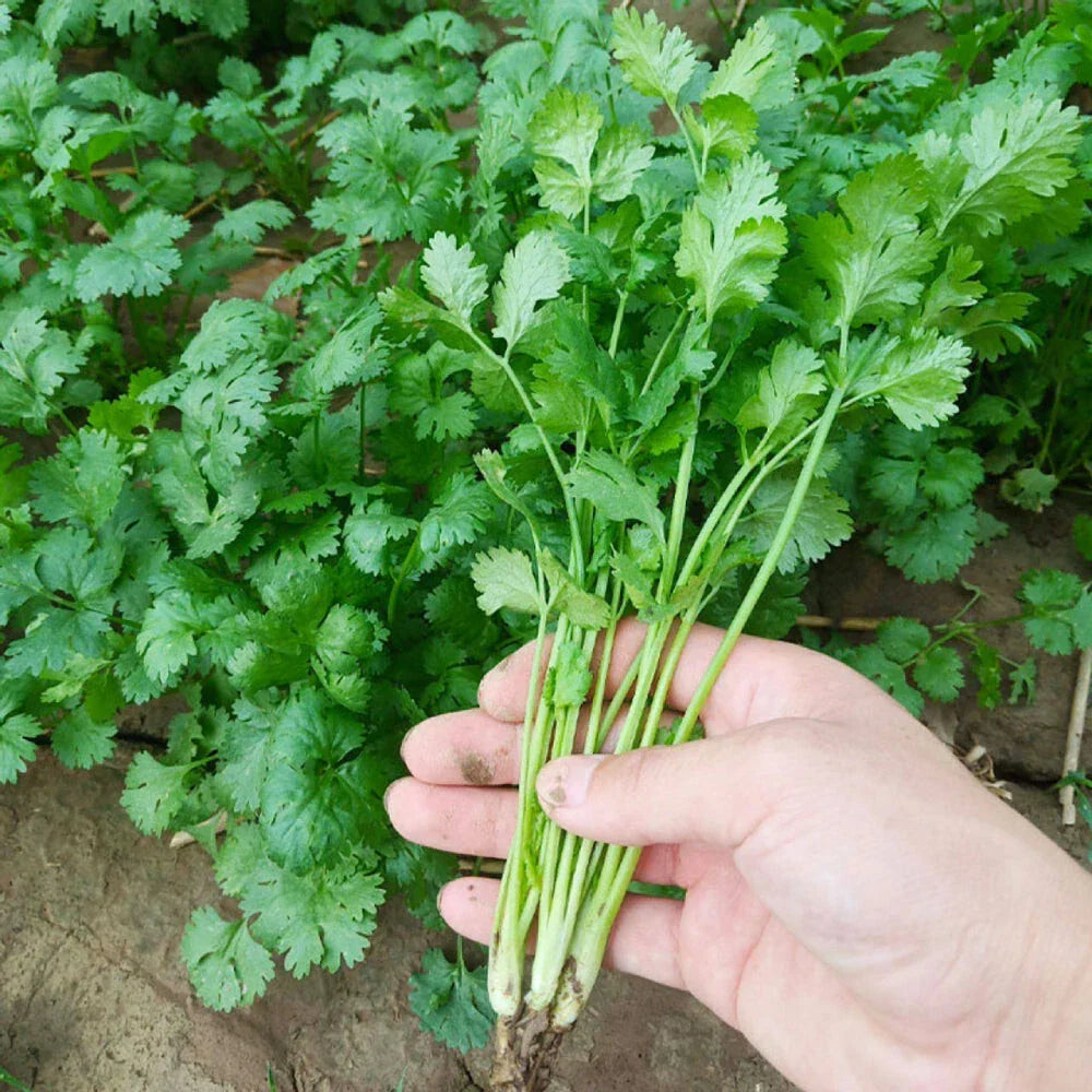 Cilantro Seeds 50+ Non-GMO - Leisure Cilantro (Coriandrum sativum) Annual Herb for Garden