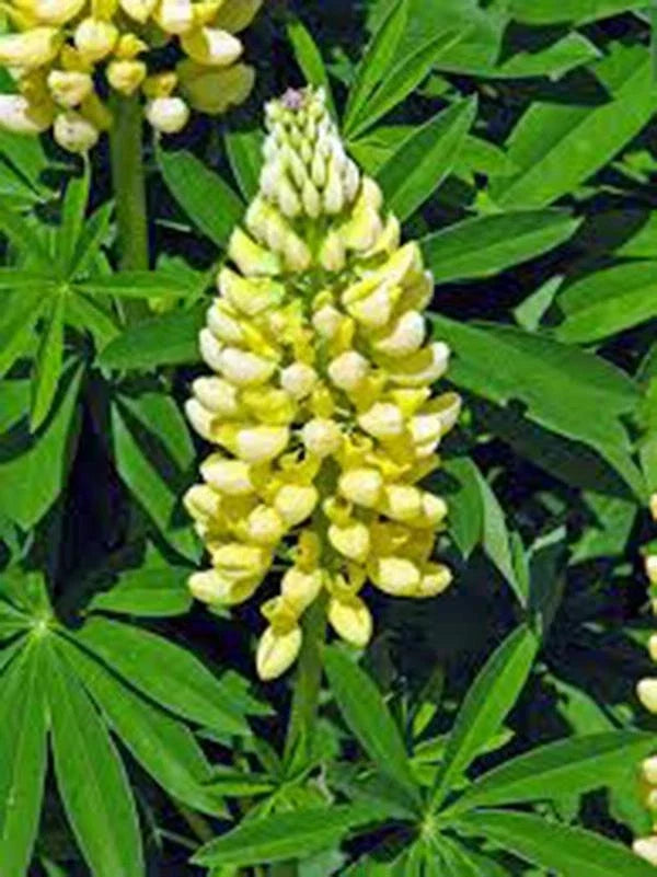 Golden Yellow Lupine Seeds - 500 Count - Bright Flowers - Lupinus polyphyllus Botanical Seeds