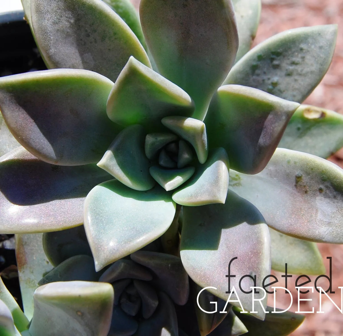Ghost Plant Succulent in 2" Pot, Graptopetalum Pentandrum Superbum, Flowering Rosette, Drought-Tolerant Indoor or Outdoor Plant