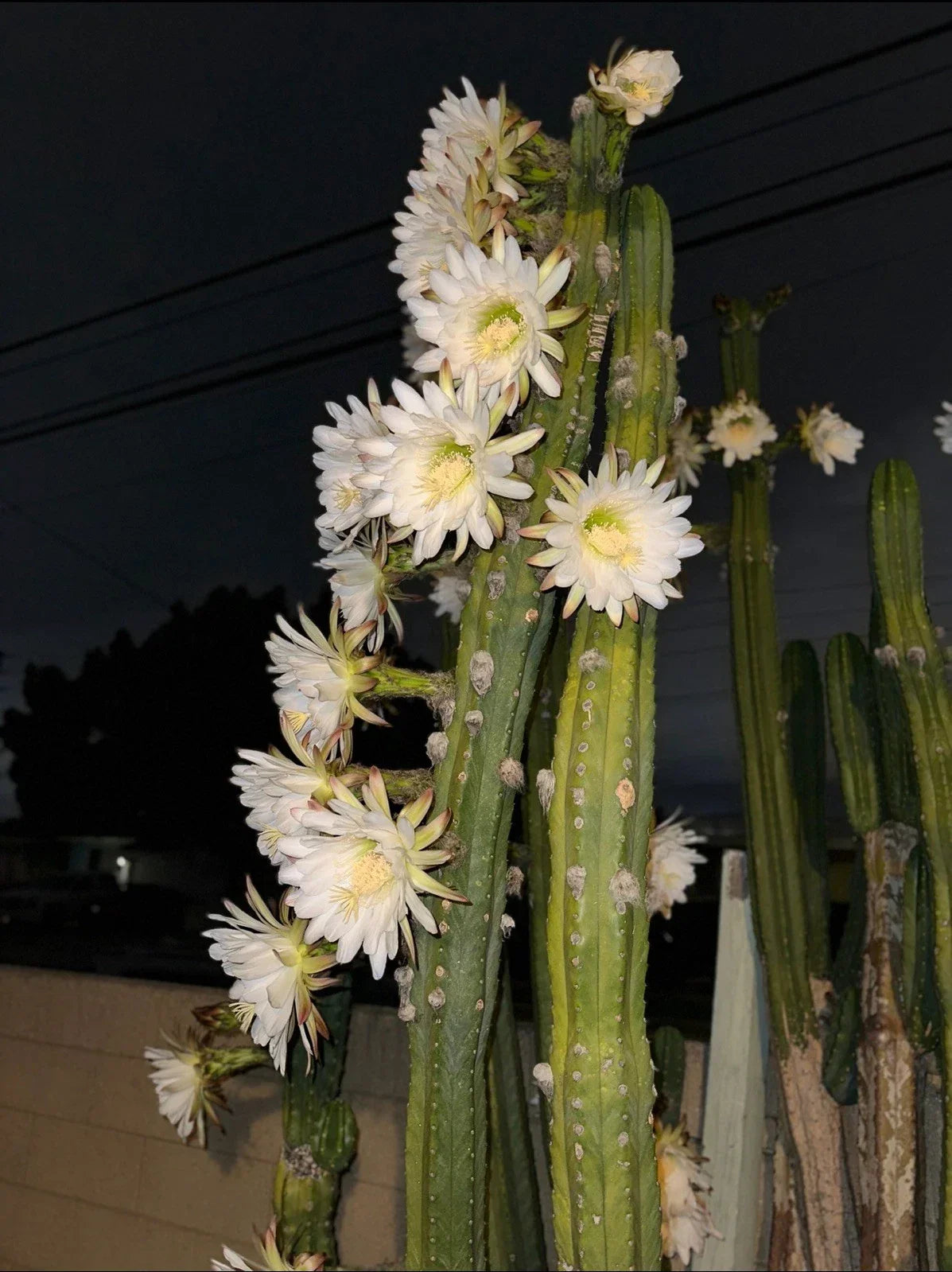 Columnar Cactus Cutting 11" x 2.5" | Succulent Plant | Carnegiea gigantea | Indoor & Outdoor Decor