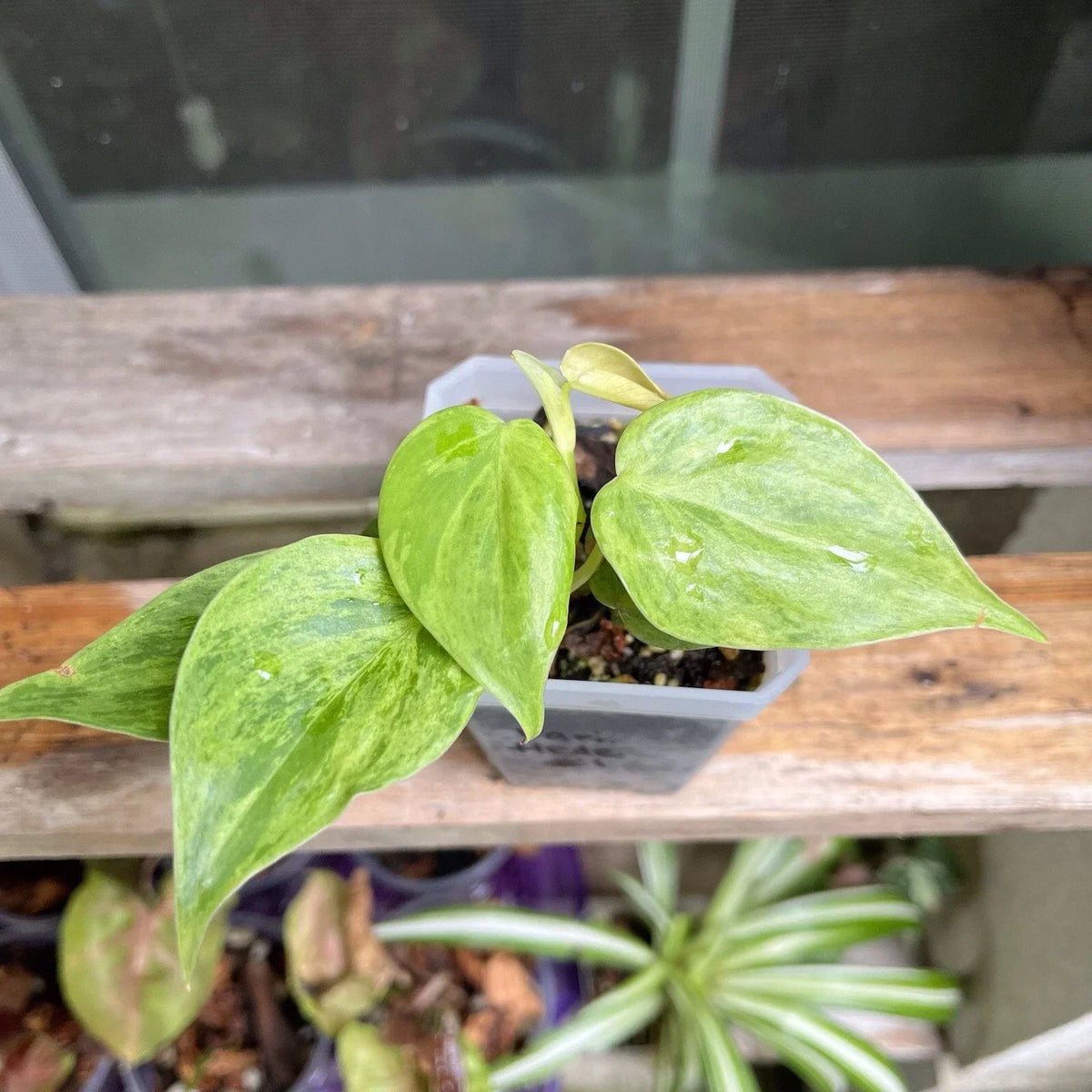 Variegated Heart Leaf Philodendron Plant 4-Inch Pot, Hederaceum Variegated, Indoor Houseplant with Green and White Foliage