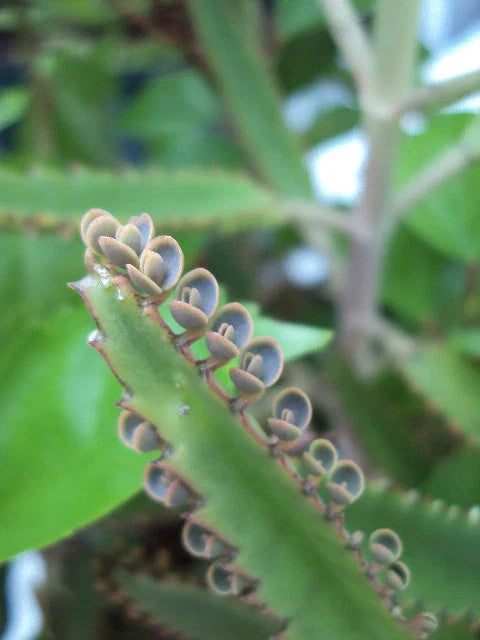 Mother of Thousands Plant - Kalanchoe - Easy Care House Plant - Starter Size - Live Indoor Succulent