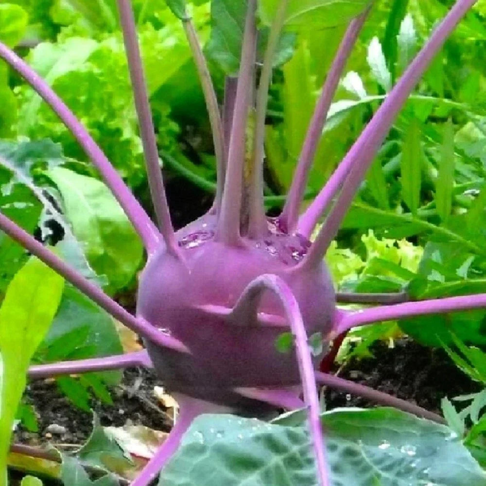 Purple Vienna Kohlrabi Seeds | Non-GMO Heirloom Organic Vegetable Seeds for Home Garden