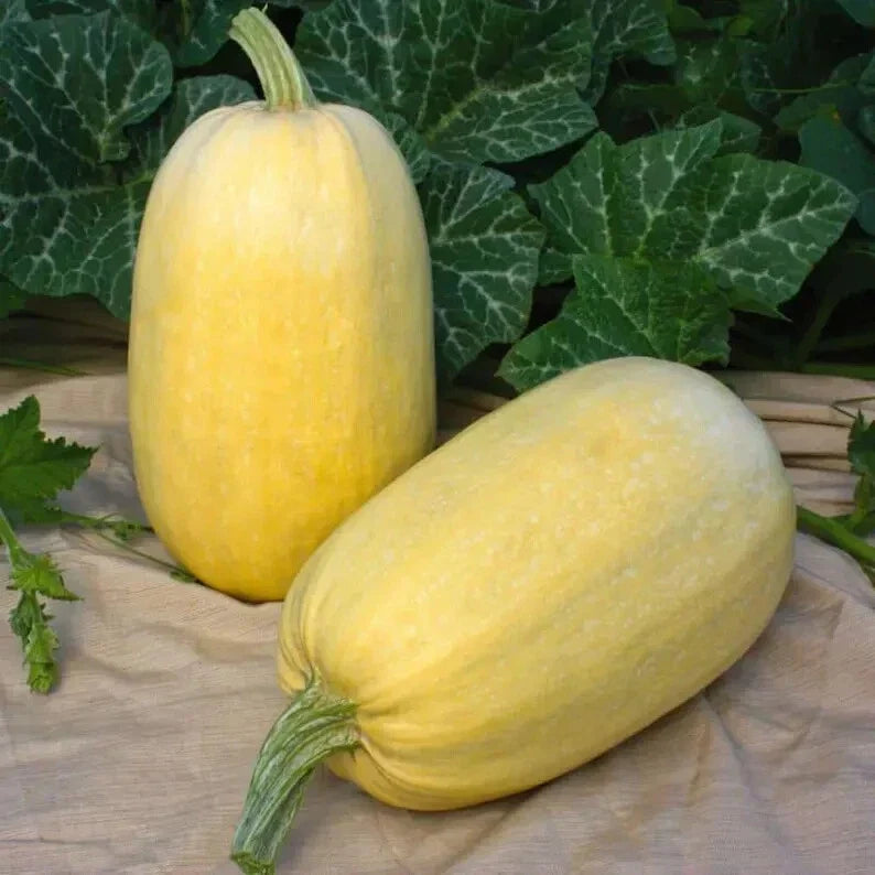 Organic Spaghetti Winter Squash Seeds – Cucurbita pepo, Heirloom, Non-GMO, Pack of 10, USA Grown, Full Sun, Vining, Edible Squash Seeds